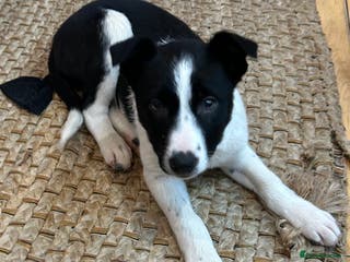 Border Collie dogs Beautiful Border Collies - Advert 8