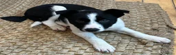 Border Collie dogs for sale: Beautiful Border Collies - Advert 1