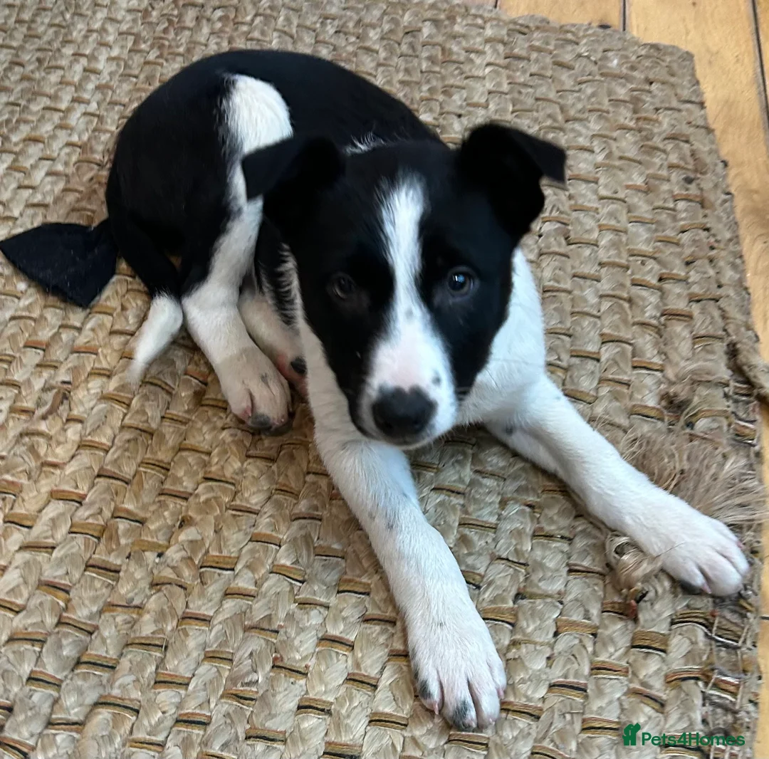 Border Collie dogs for sale: Beautiful Border Collies - Advert 1