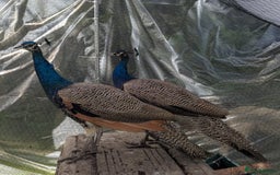 Peafowl poultry for sale: Indian Blue trio, 2 males 1 hen  - Image 1
