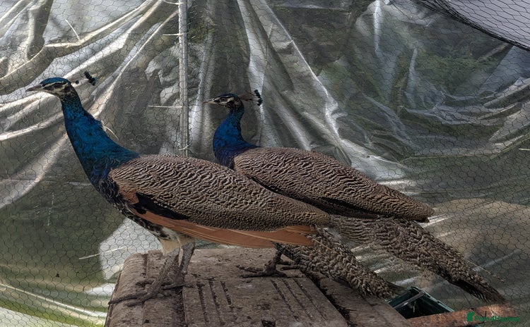 Peafowl poultry - Advert 1