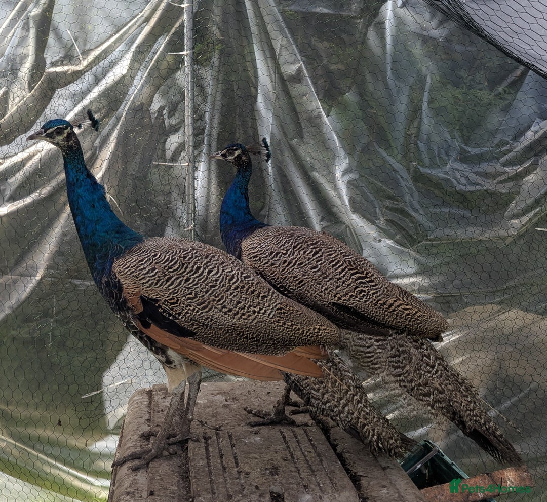 Peafowl poultry for sale: Indian Blue trio, 2 males 1 hen  - Image 1