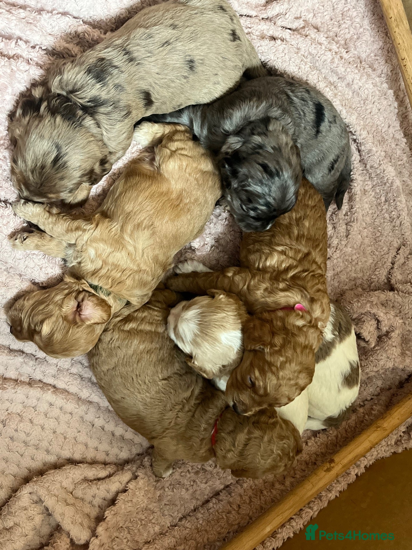 Cavapoo dogs Beautiful cavapoo puppies 🐶 - Advert 14