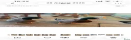 Ducks poultry for sale: 2 Rouen Drakes Looking for Home - Advert 2