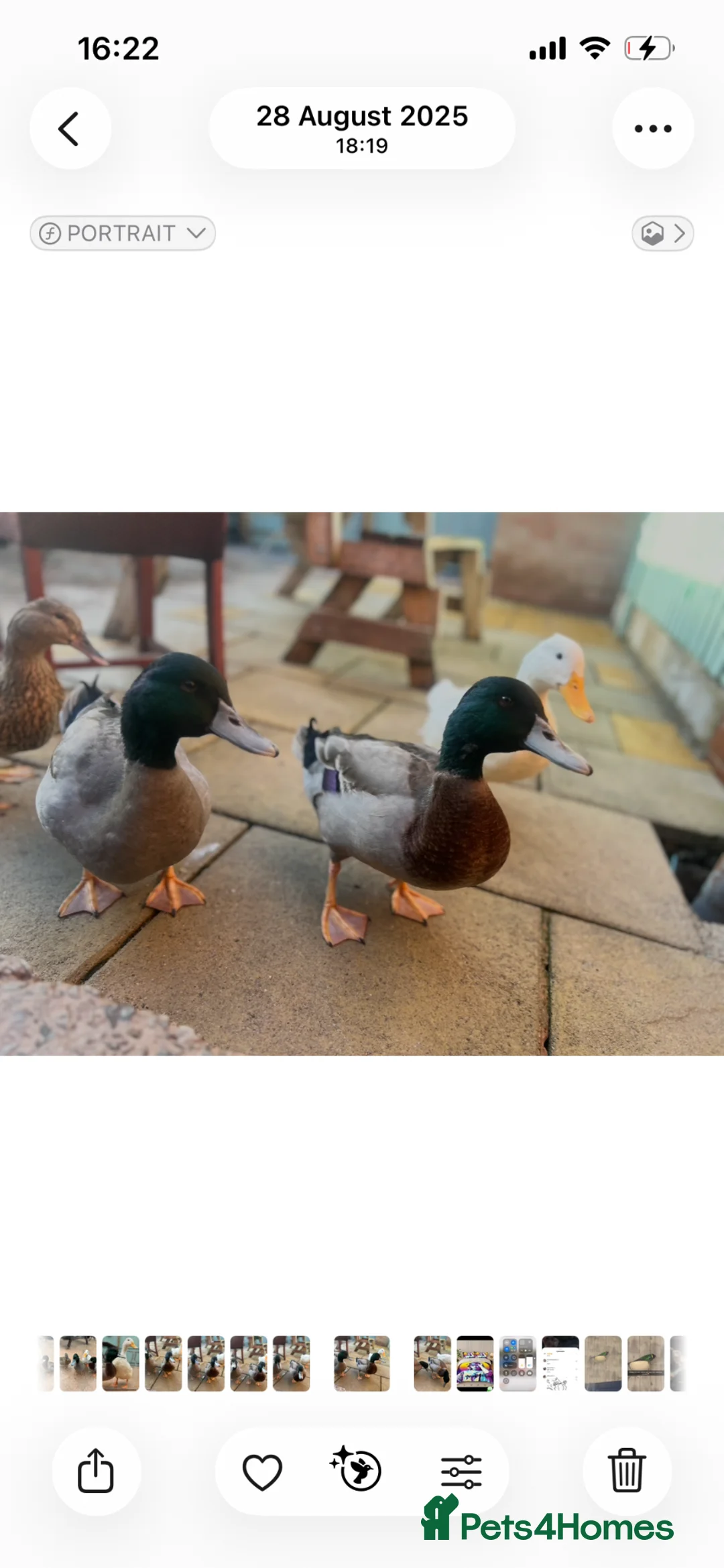 Ducks poultry for sale: 2 Rouen Drakes Looking for Home - Advert 2