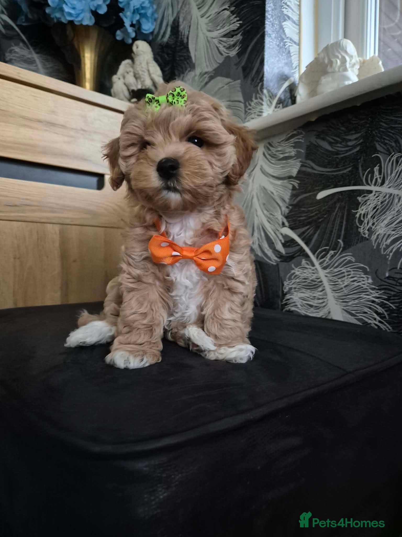 Maltipoo dogs Adorable very small maltipoo puppies 🐶❤️ - Advert 14