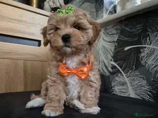Maltipoo dogs Adorable very small maltipoo puppies 🐶❤️ - Advert 6