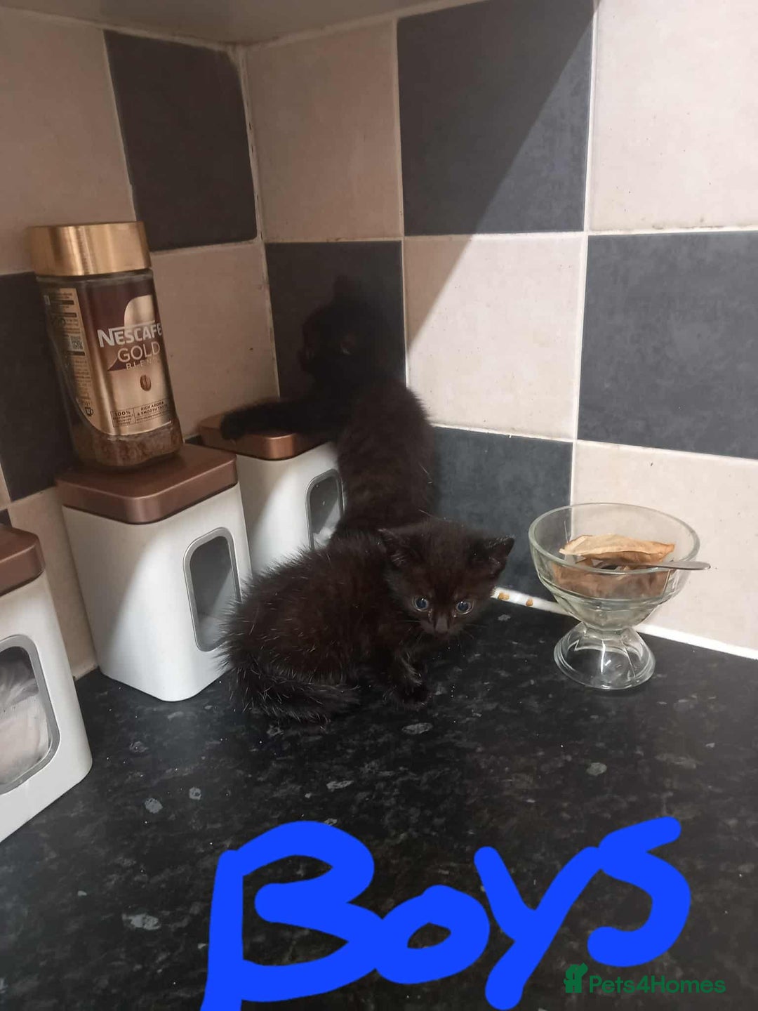 Mixed Breed cats for sale: Kittens - Image 6