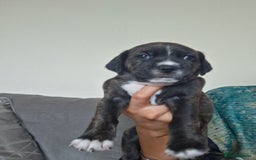 Mixed Breed dogs for sale: 2 boy 2 girls springer mixed with staff puppys - Image 1