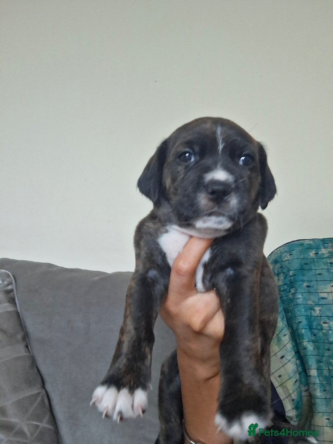 Mixed Breed dogs for sale: 2 boy 2 girls springer mixed with staff puppys - Image 1