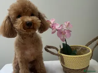 Toy Poodle dogs 🧸Beautiful toy/asian poodle puppies 🧸 - Advert 4