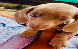 Miniature Dachshund dogs for sale: Beautiful Isabella dachshund puppies - Image 15