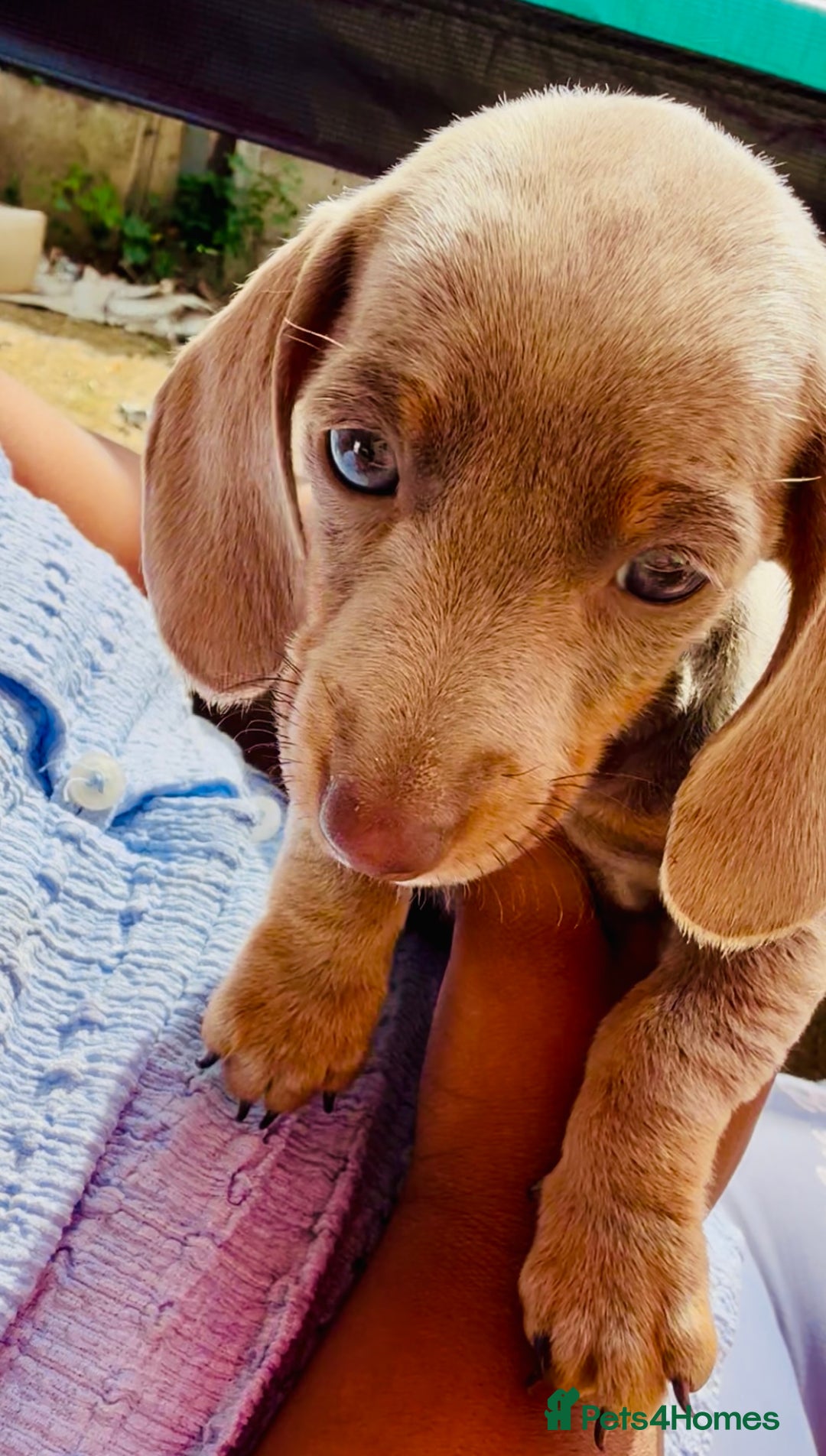 Miniature Dachshund dogs for sale: Beautiful Isabella dachshund puppies - Image 15