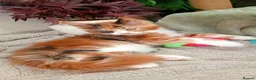 Maine Coon cats for sale: Stunning Female Maine Coon Kitten in Nantwich - Advert 6