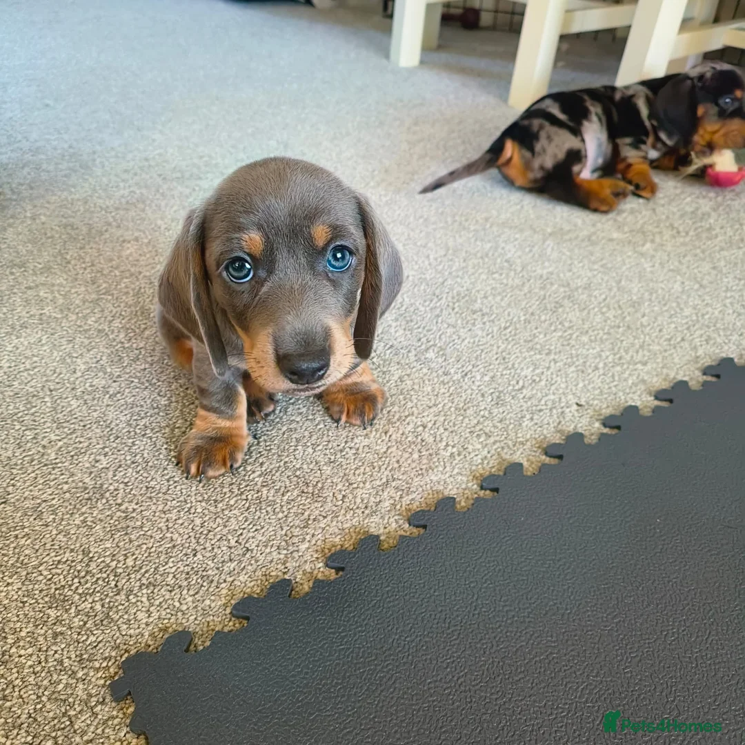 Dachshund dogs for sale: Dachshund puppies - Advert 5