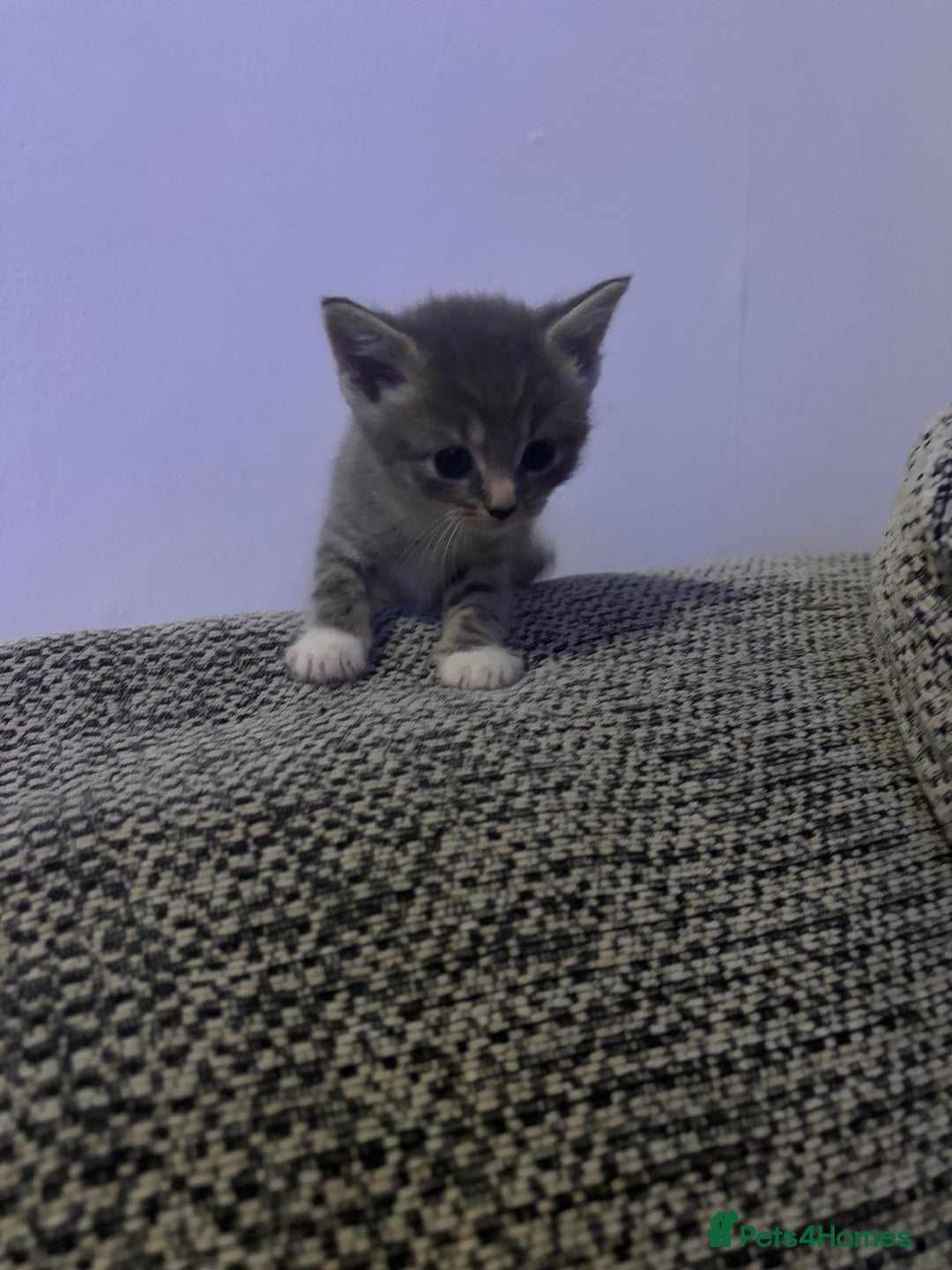 Domestic Shorthair cats for sale: Blue/Brown/Black Tabbies (DSH) - Image 8