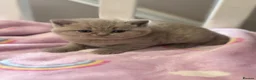 British Shorthair cats for sale: British Shorthair Girls Cinnamon & Lilac - Advert 5