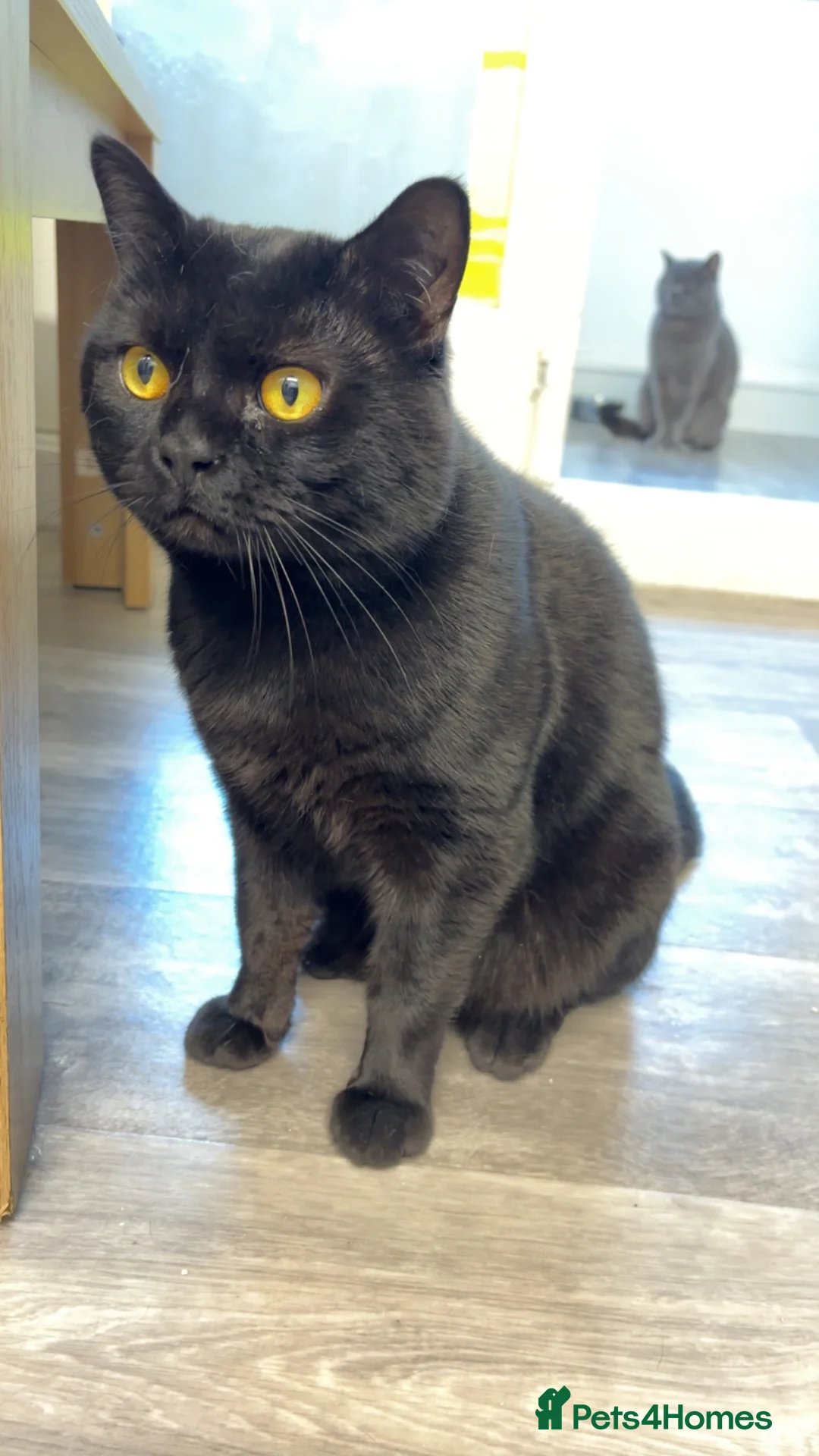 British Shorthair cats for sale: British short hair boy age 2 years   in Sheffield - Advert 1