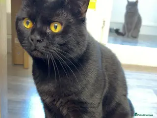 British Shorthair cats British short hair boy age 2 years - Advert 1