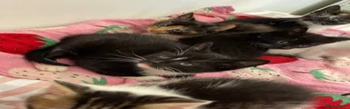 Mixed Breed 4