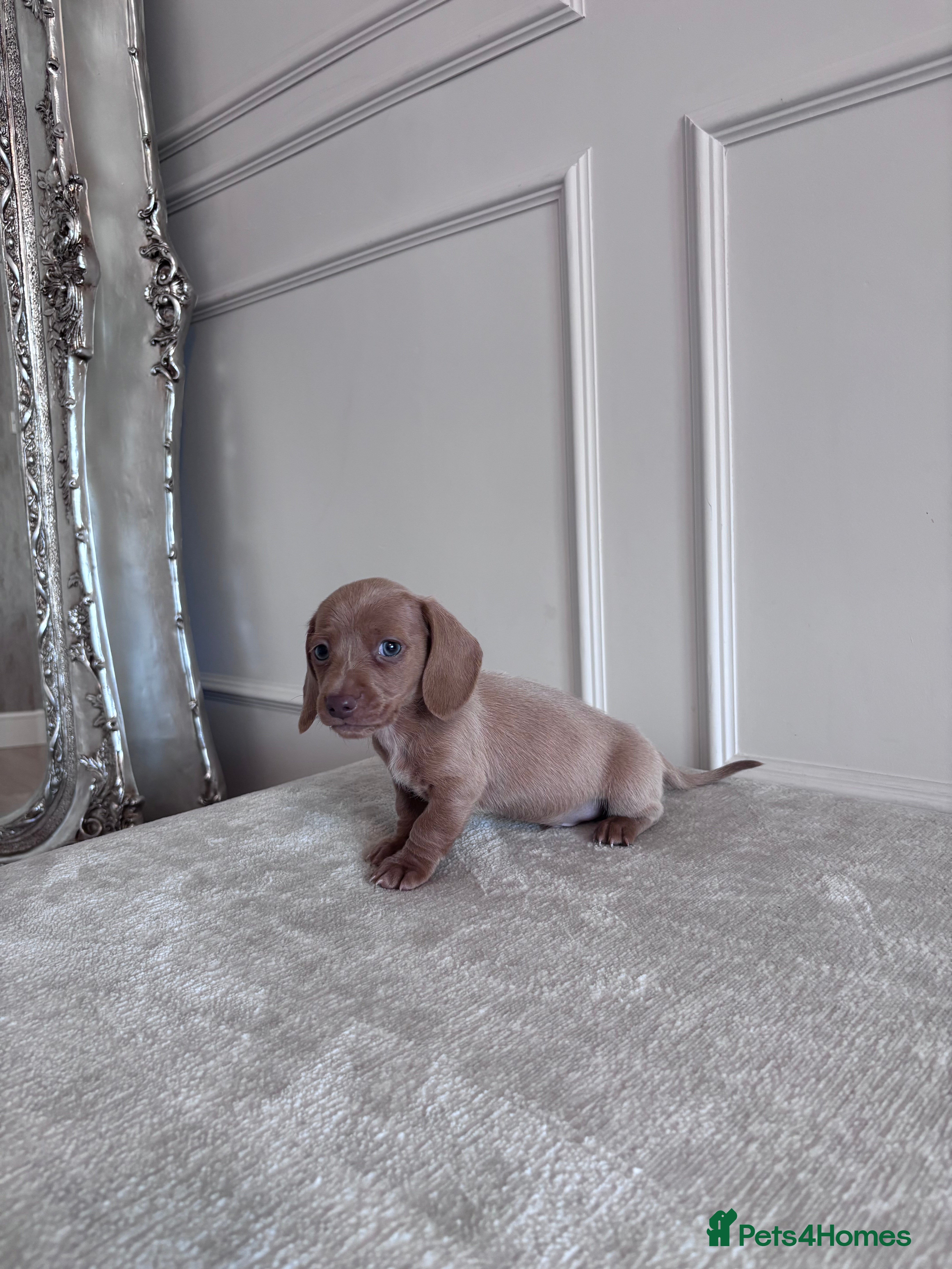 Miniature Dachshund dogs Kc miniature dachshund puppies  - Advert 16