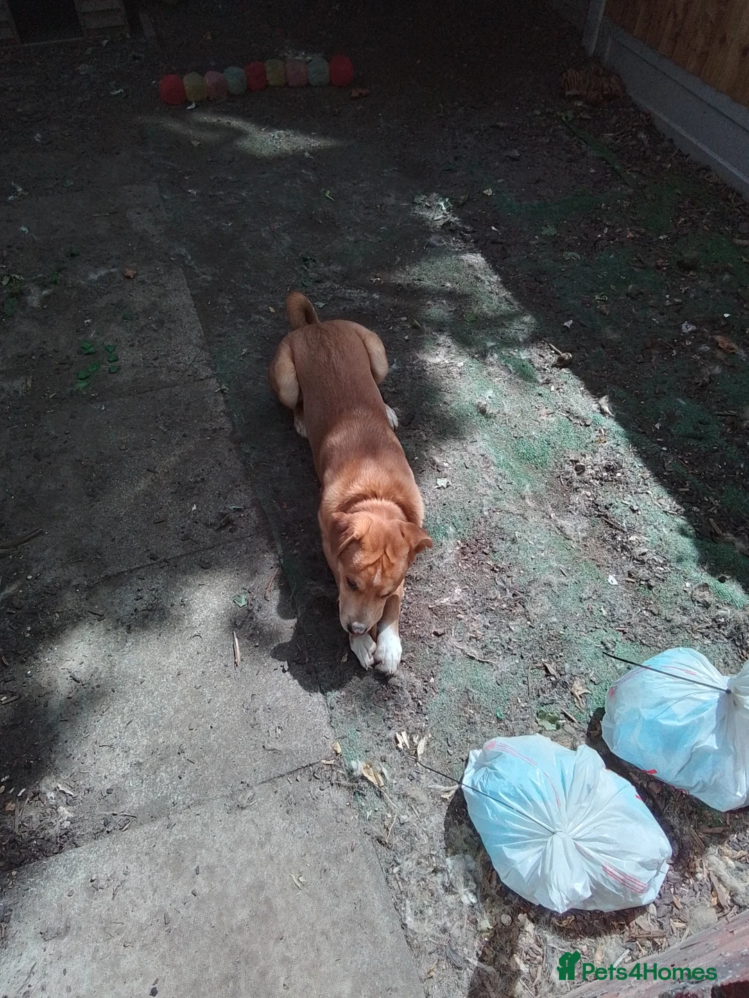 Mixed Breed dogs for sale: Mastiff for sale  - Advert 6