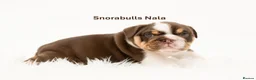 English Bulldog dogs for sale: Snorabulls Top Quality Girls - Advert 5