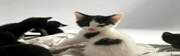 Mixed Breed cats for sale: 9 beautiful kittens left out of a litter of 18  - Advert 10