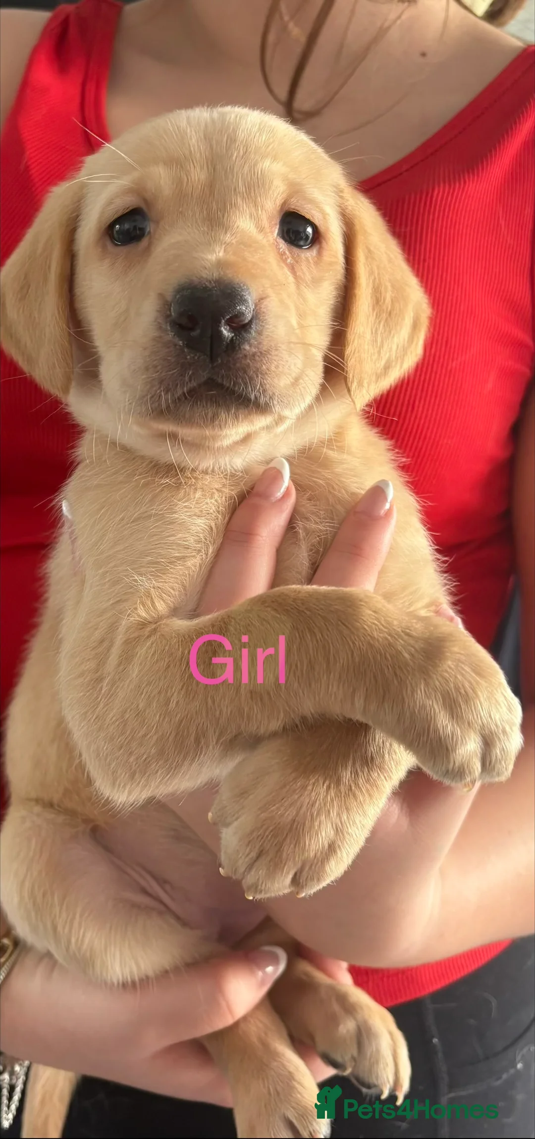 Labrador Retriever dogs for sale: Kc registered Labrador puppies - Advert 3
