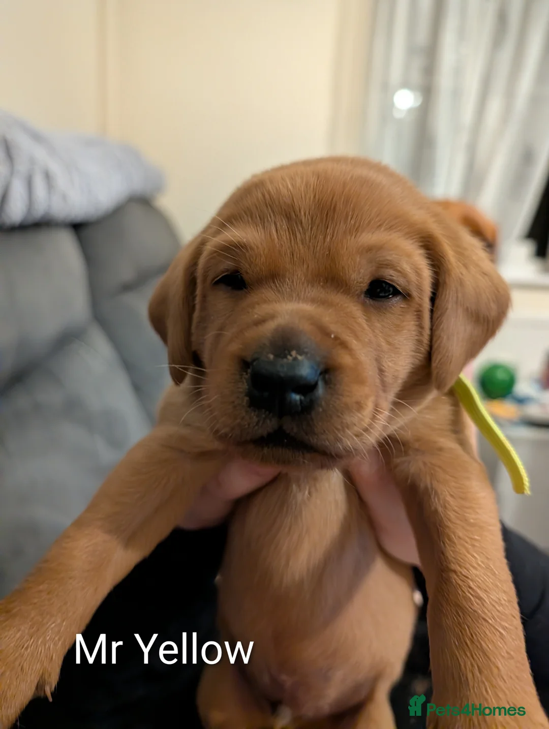 Labrador Retriever dogs for sale: Beautiful Fox Red Labrador Puppies For Sale  in Loughborough - Advert 2