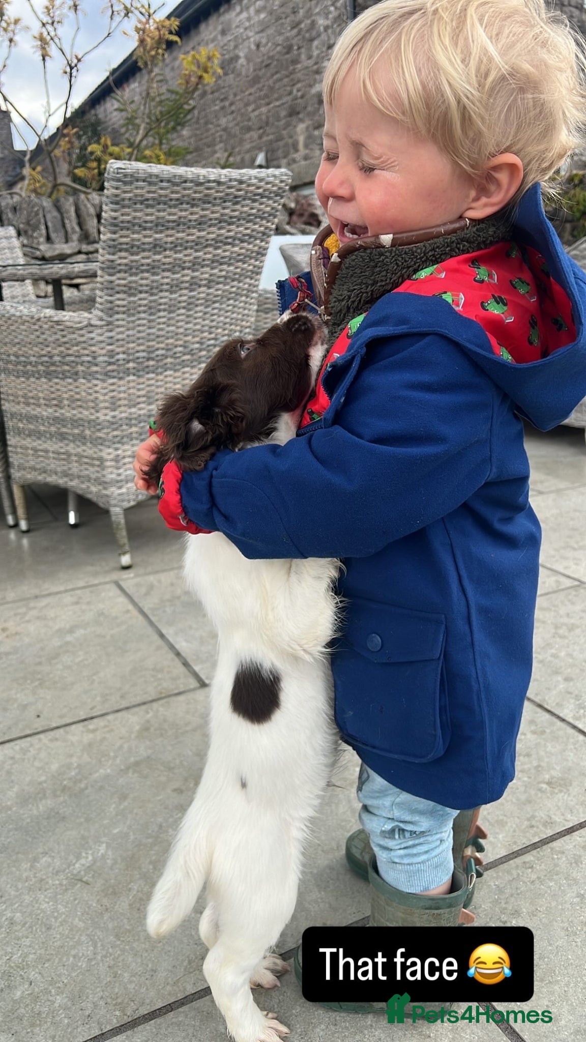 English Springer Spaniel dogs for sale: KC Reg English Springer Spaniel  - Advert 1
