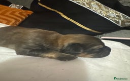 Mixed Breed dogs for sale: Rottweiler cross puppies - Image 12