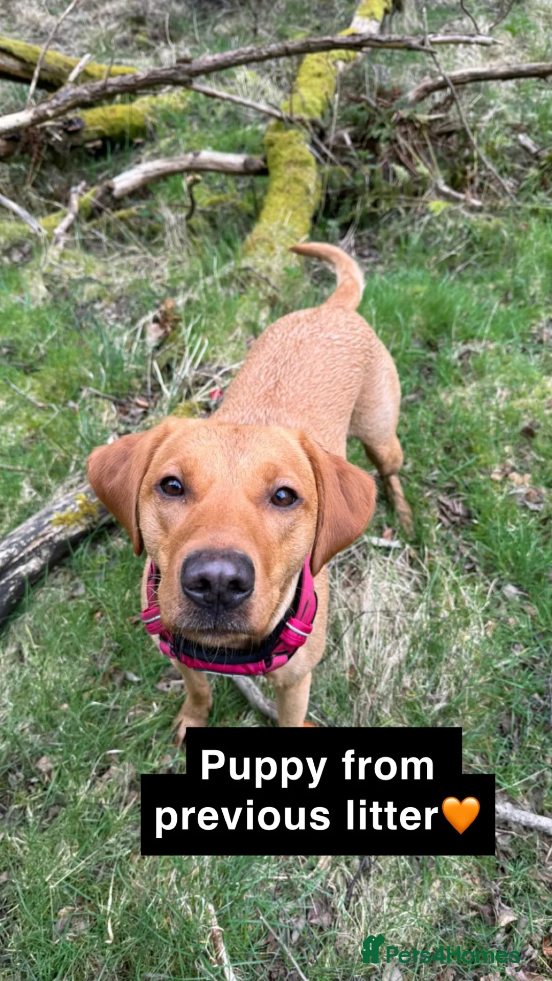 Labrador Retriever dogs for stud: 🌟 Kennel Club Registered Proven Labrador Stud 🌟 in Dundee - Advert 8