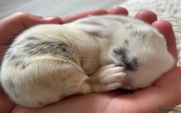 Mini Lop rabbits for sale: Mini lop babies available  - Image 7