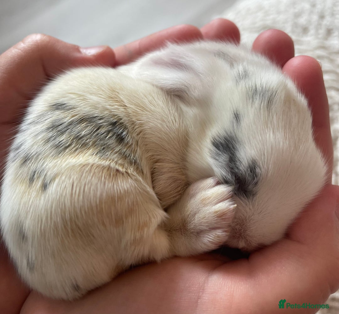 Mini Lop rabbits for sale: Mini lop babies available  - Image 7
