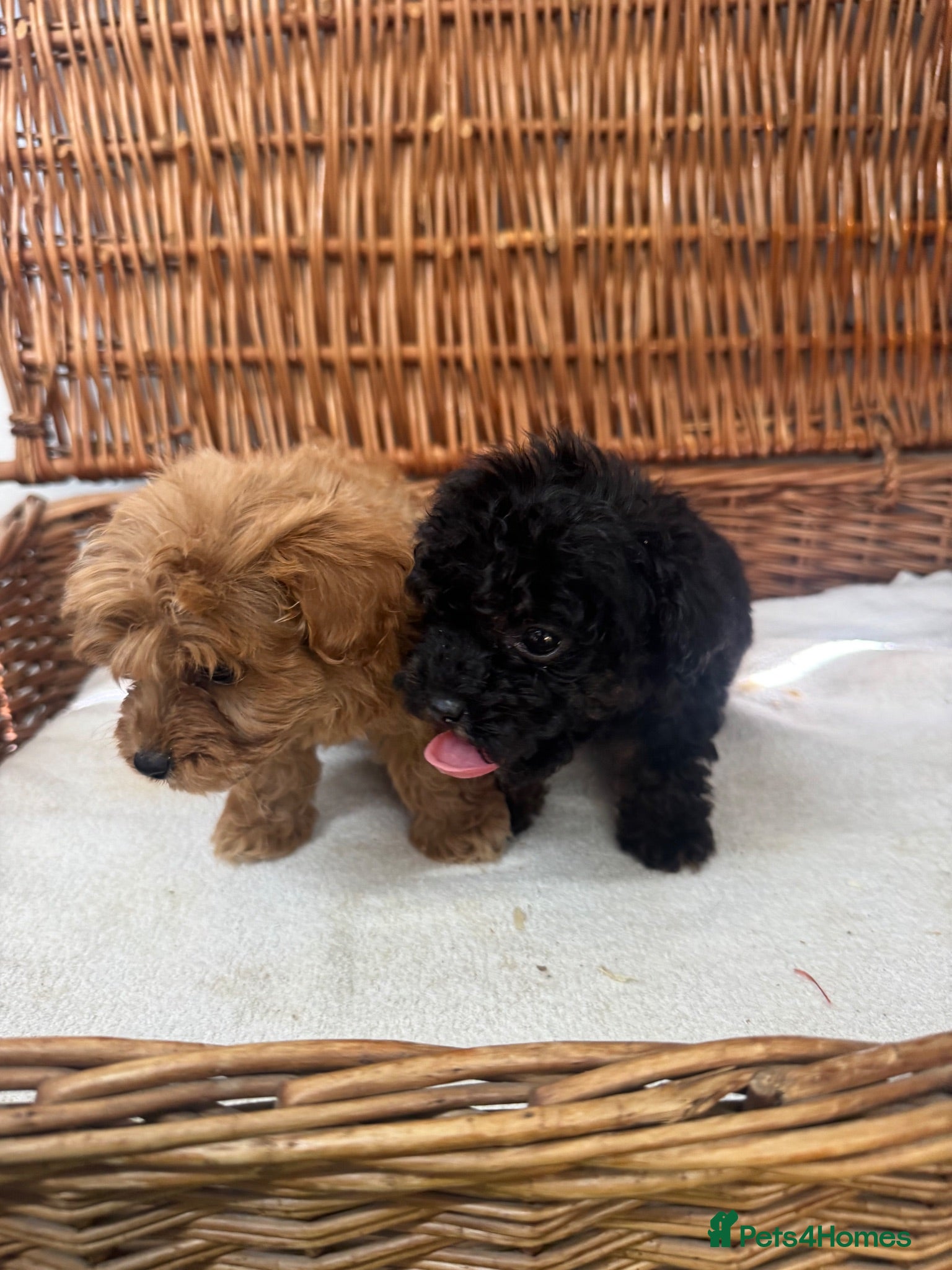 Jackapoo dogs F1b toy jackapoo puppies  - Advert 1