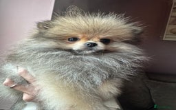 Pomeranian dogs for sale: Small Beautiful Teddy Bear Faced Girl  - Image 5