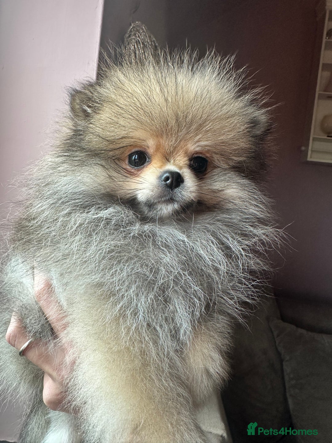 Pomeranian dogs for sale: Small Beautiful Teddy Bear Faced Girl  - Image 5
