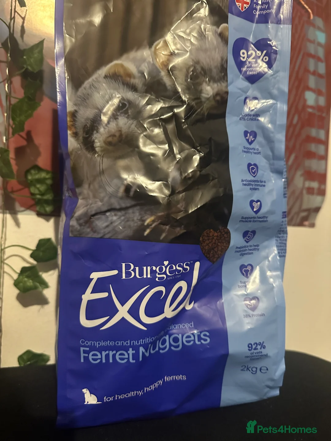 Ferret rodents for sale: Male ferret in Birmingham - Advert 6