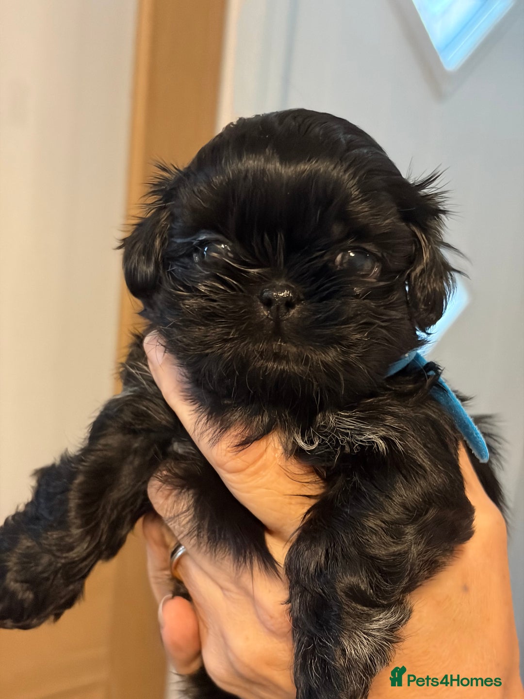 Shih Tzu dogs for sale: Imperial Shih Tzu  - Advert 6