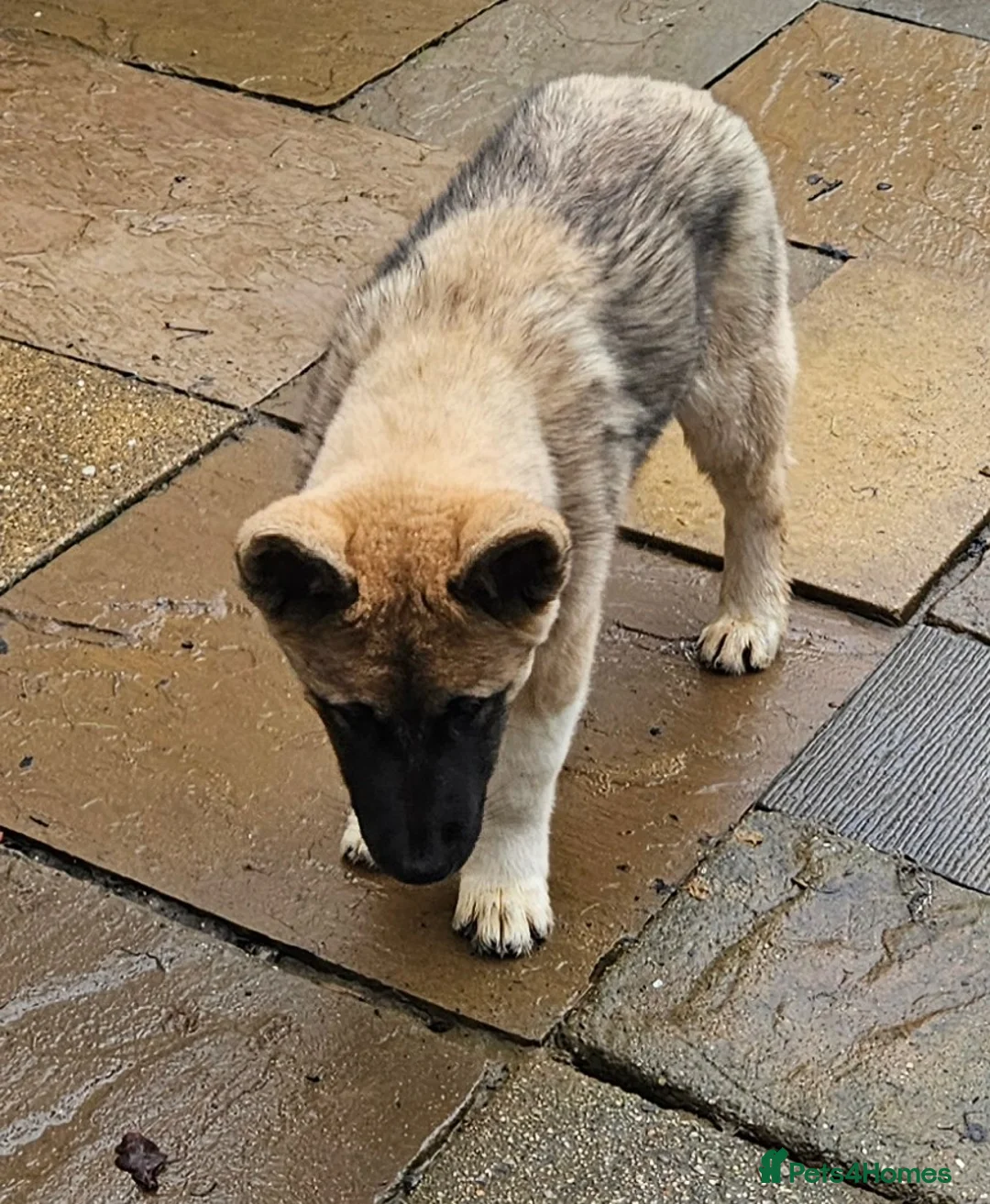 Mixed Breed dogs for sale: Akita/malamute mix in Tonbridge - Advert 7