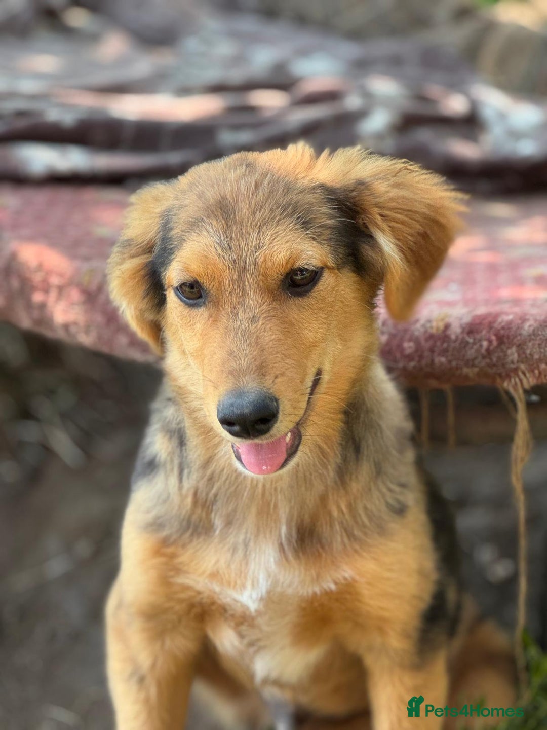 Mixed Breed dogs for adoption: JASPER - a Superb Puppy Boy, for a Loving Home - Image 35