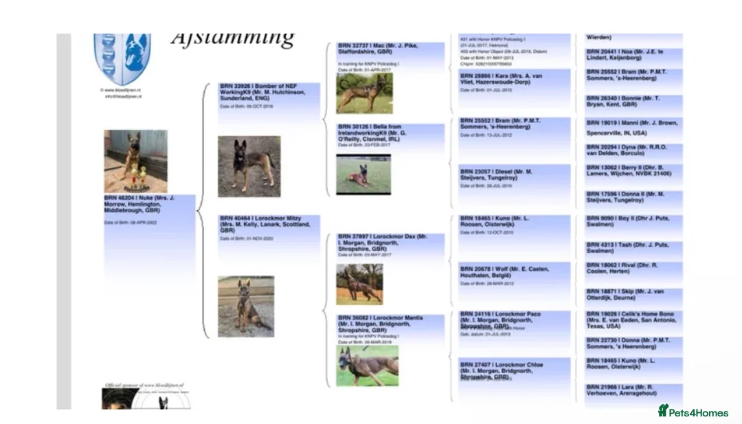 Belgian Shepherd Dog dogs for sale:  Belgian Malinois KC Bloodline Puppies - Advert 2