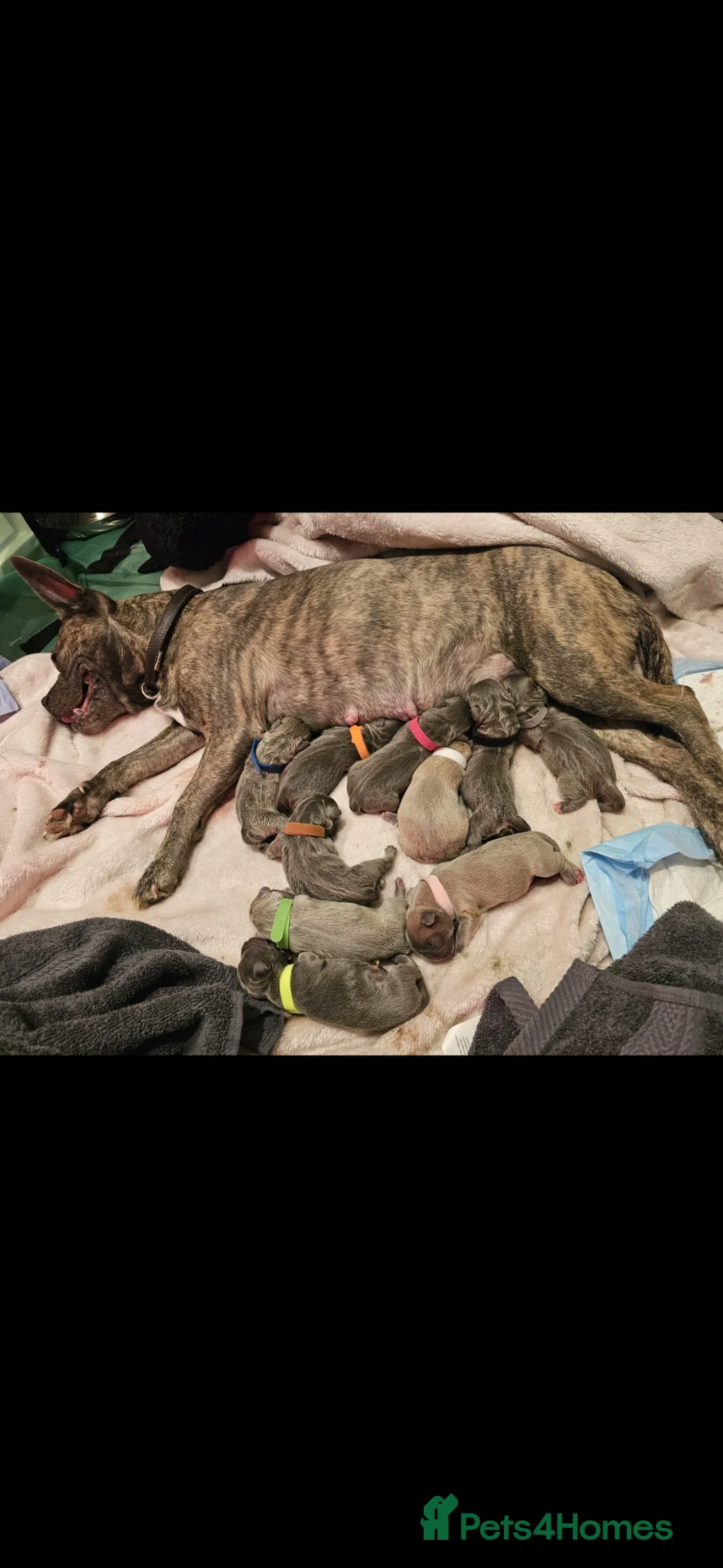 French Bulldog dogs for sale: Gorgeous French Bull Dog Puppies in Blackburn - Advert 16