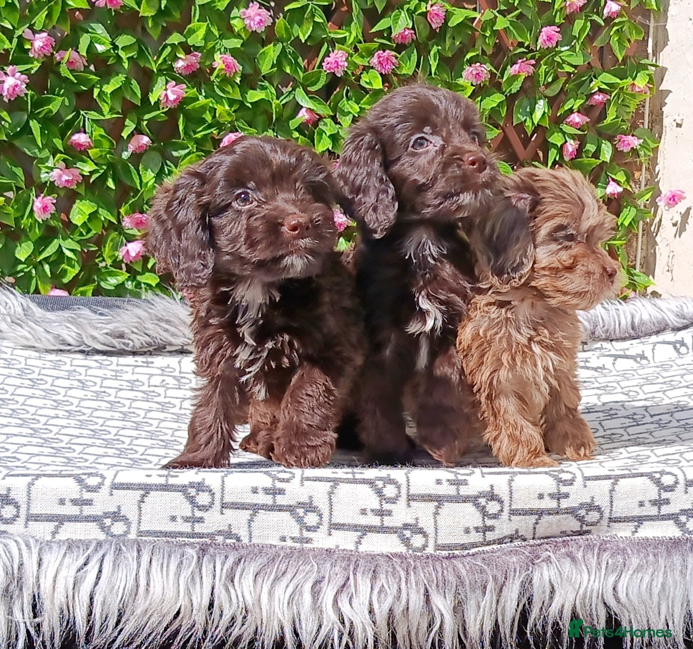 Cockapoo dogs F1 COCKERPOOS HEALTH TESTED PARENTS  - Advert 2