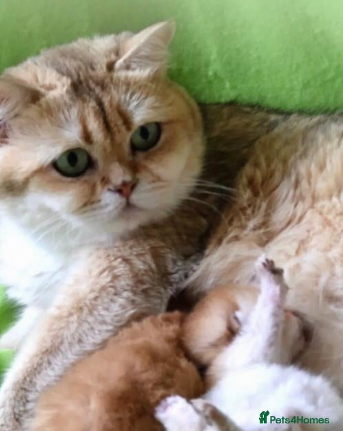 British Shorthair cats CHAMPION GOLDEN BRITISH SHORT HAIR KITTEN MALE - Advert 3