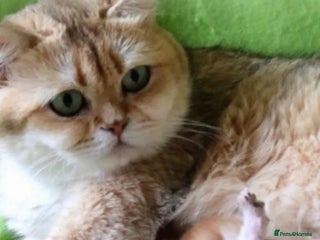 British Shorthair cats CHAMPION GOLDEN BRITISH SHORT HAIR KITTEN MALE - Advert 1