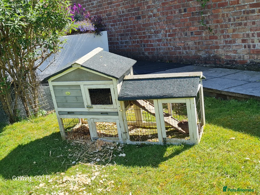 Guinea Pig rodents for sale: Herd of guinea pigs for sale - Advert 2