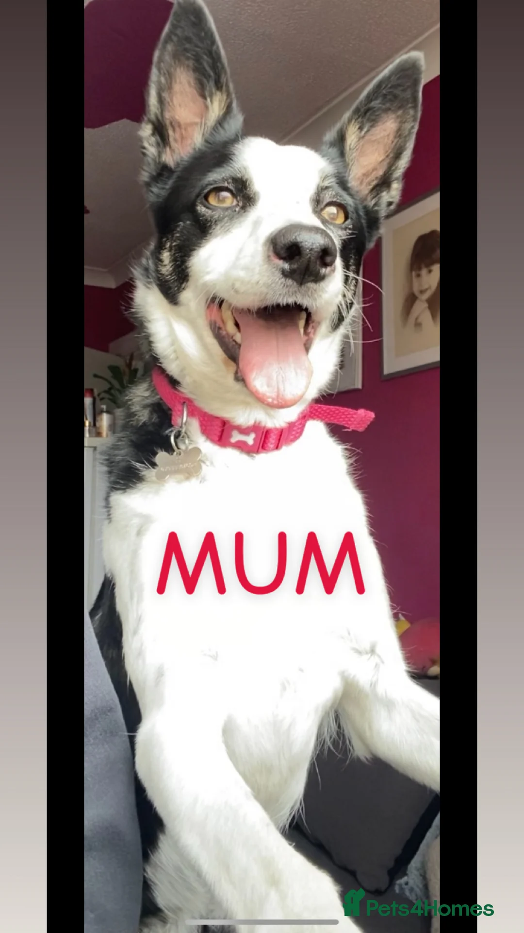 Border Collie dogs for sale: 4 border collie puppies £700! - Advert 15