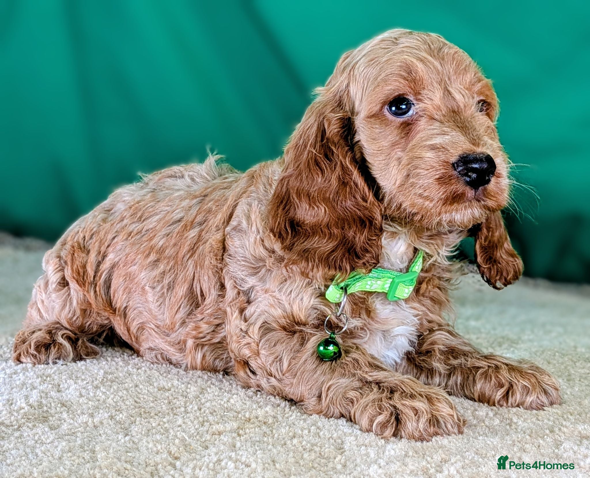 Cockapoo dogs Beautiful F1Cockapoo Puppies For Sale 🐶 - Advert 1